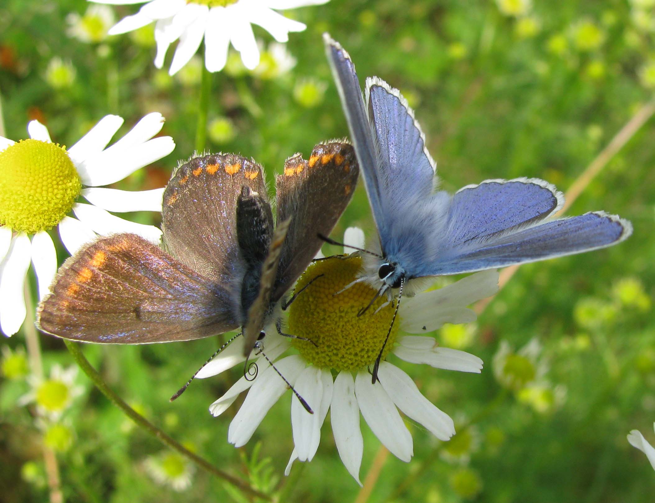 Polyommatus icarus